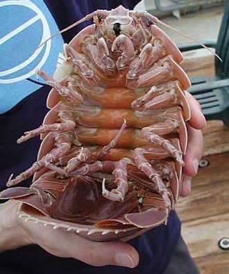 ダイオウグソクムシ