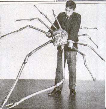 タカアシガニ